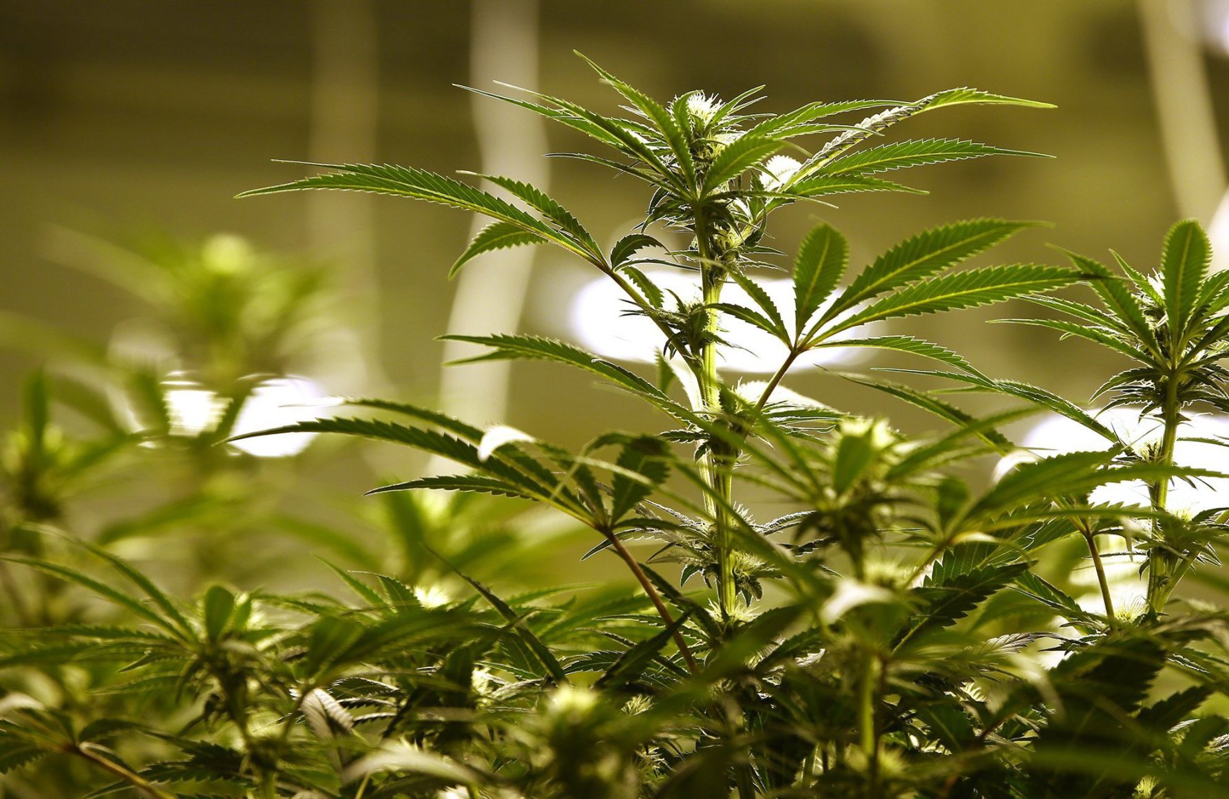 Cannabis